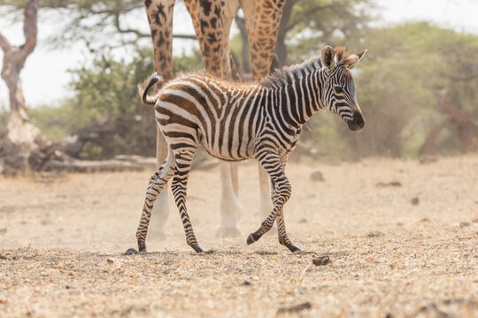 A zebra foal at a water hole with a giraffe in the background. 