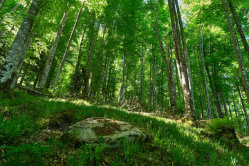 beech forest in the irati forest, Navarra, Spain