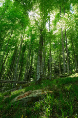 beech forest in the irati forest, Navarra, Spain