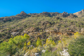 Fototapeta na wymiar Rocky desert mountain with saguaro cactuses- Sabino Canyon State Park, Tucson, Arizona