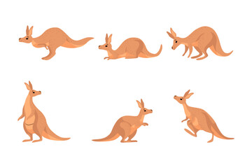 Kangaroo as Australian Animal with Pouch Jumping and Standing Vector Set