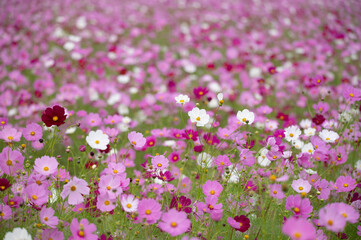 Obraz premium 秋桜