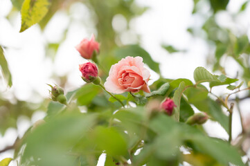 薔薇