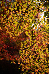 紅葉