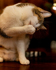 Weihnachtliche Katze