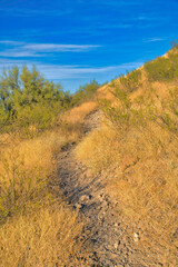 Narrow hiking trail in the middle of grasses on a mountain slope- Tucson, Arizona