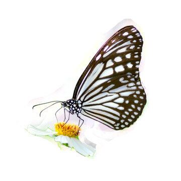butterfly on a flower © I LOVE PNG