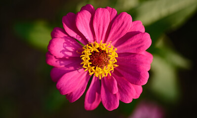 Obraz premium Zinnia violacea park at home