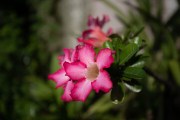 Adenium obesum red on tree