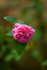 one rose pink on tree