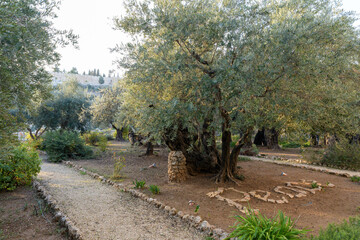"Peace" in Garden of Gethsemane. Biblical olive Garden, where Jesus prayed.