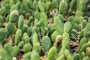 The cactus in the farm