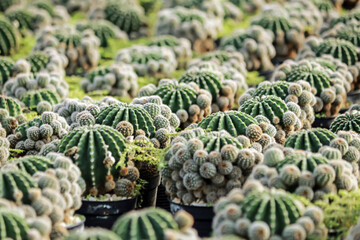 The cactus in the farm