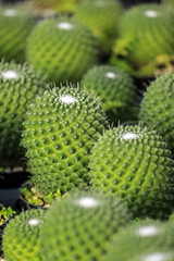 Fototapeta premium The cactus in the farm