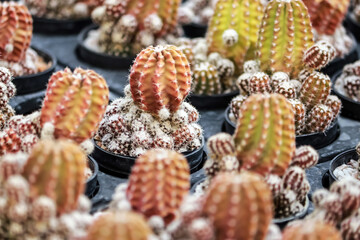 The cactus in the farm