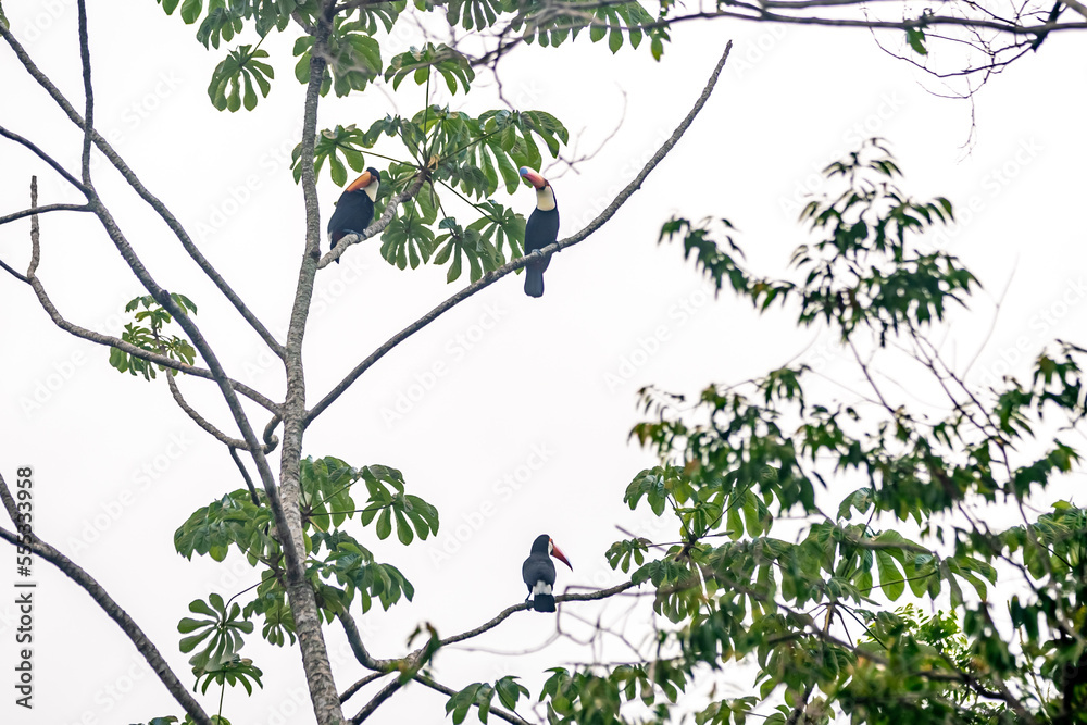Wall mural toucan on a tree branch in the amazon forest