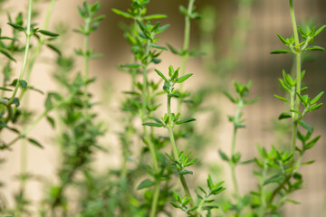Fototapeta na wymiar Thyme (Thymus vulgaris) is an herb with a distinct smell. The flowers, leaves, and oil are commonly used to flavor foods and are also used as medicine.