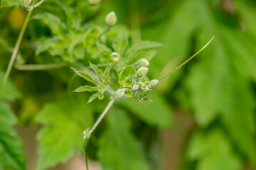 macro photography of budding bitter gourd also known as bitter melon plant.