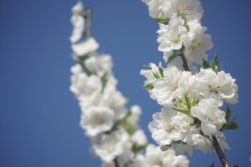 桃の花