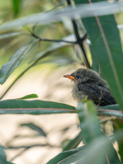 Baby bird Scarlet-backed Flowerpecker Has a high and short voice with three colors. The male has a long red stripe in the middle of back.