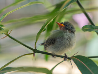 Baby bird Scarlet-backed Flowerpecker Has a high and short voice with three colors. The male has a long red stripe in the middle of back.
