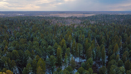 green winter forest aerial view