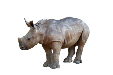 Obraz premium Baby white rhinoceros isolated on transparent background png file