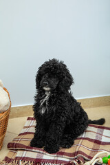 Concept of home pet, black toy poodle