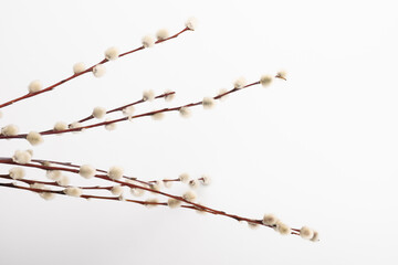 Fototapeta premium Willow branch with furry willow-catkins isolate on a lighte background. Spring concept, Palm Sunday concept.