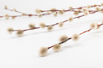 Willow branch with furry willow-catkins isolate on a lighte background. Spring concept, Palm Sunday concept.