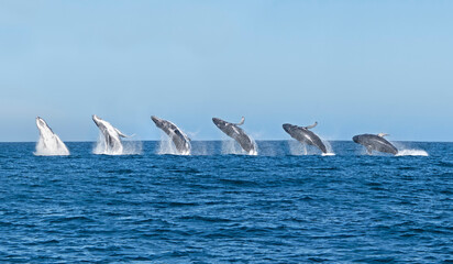 Fototapeta premium Humpback Whale Breaching