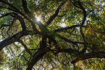 Fototapeta premium The sun shines through branches in the woods of Southern California