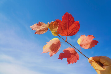 male hand Holding a maple branch with red leaves in the sunlight and blue sky background. autumn season.