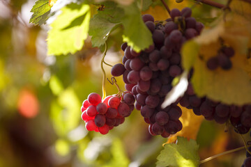  A bunch of grapes lighting by the sun. Wine making, alcoholic beverages