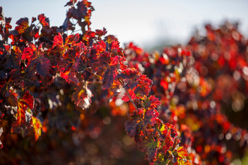  A bunch of grapes lighting by the sun. Wine making, alcoholic beverages
