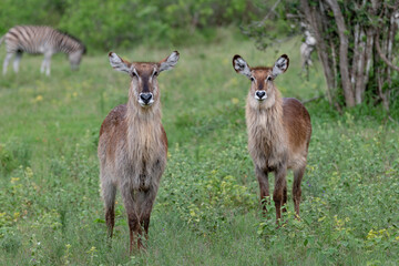 two female waterbucks looking at the camera