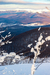 panorama of snow-capped mountains at sunset during a cold winter  mighty mountain peaks in the Polish Bieszczady mountains  mountain vegetation covered with snow © Lens Down Under