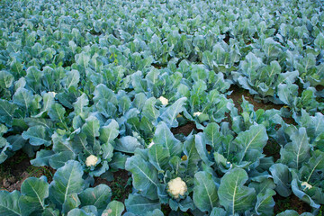 Fresh Cauliflower the raw vegetable grows in organic soil in the garden. Organic farming of fresh...