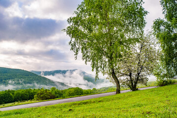 Fototapeta premium birch trees on the background of mountains in the morning summer fog. Location Carpathians, Ukraine, Europe. Bright photo wallpapers. Discover the beauty of the earth.