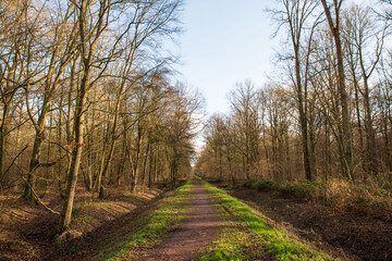 Fototapeta premium Forest road