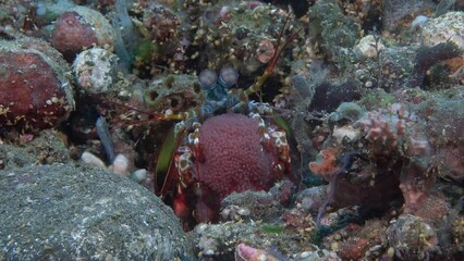 The praying mantis shrimp sits in a hole and holds its caviar in its front paws.
Peacock mantis shrimp (Odontodactylus scyllarus) Indo-Pacific, 18 cm. ID: dark spots on the carapace.
