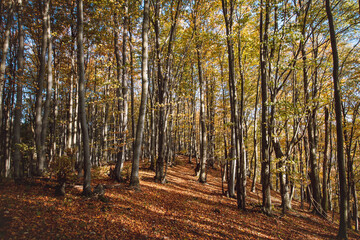 Red and orange warm sun illuminates the orange-red forest and forest path. Mojtin, Strazov mountains, Slovakia, Eastern Europe