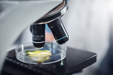 Science, research and plant sample on microscope for exam, lab test and study for agriculture. Laboratory, biotechnology and close up of leaf in glass for medical development, innovation and medicine