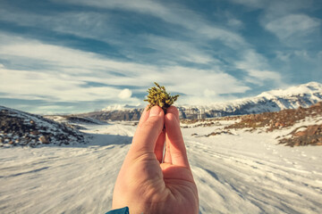 Close up man with moss at snowy highland concept photo. Arctic flora. First view hand photography with cloudy sky on background. High quality picture for wallpaper, travel blog, magazine, article