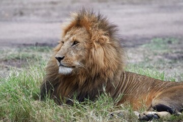 male lion cub