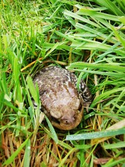 frog in the grass