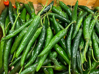 close up green pepper chilli. green pepper taste spicy for asian food