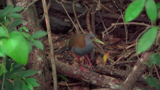 bird Aramides Saracura in the forest in the wild