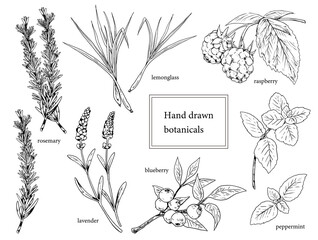 ハーブとベリーの手描きイラストセット © mayu.