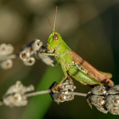 A large green grasshopper sits on a dry lavender stem